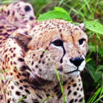 Papers for cheetah relocation given to South Africa: NTCA