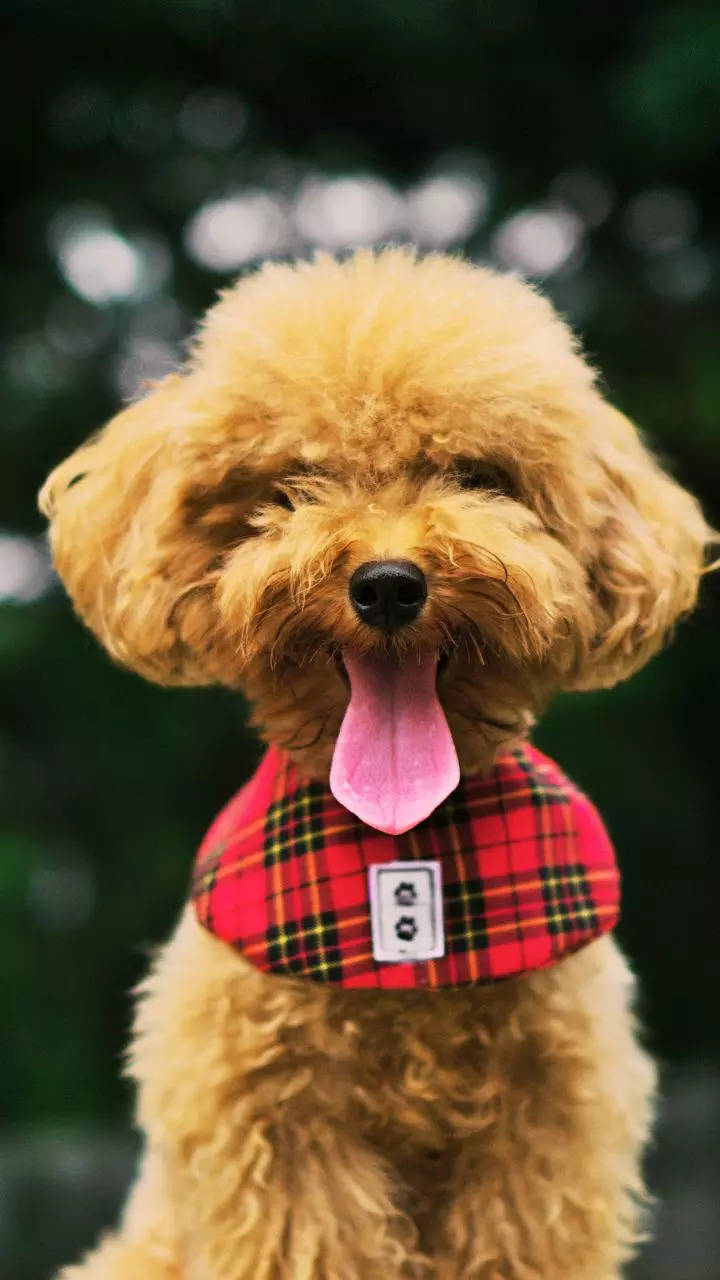 8 pet dog breeds that are so cute they look like toys